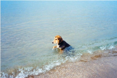 shy puppy in sea Zakynthos